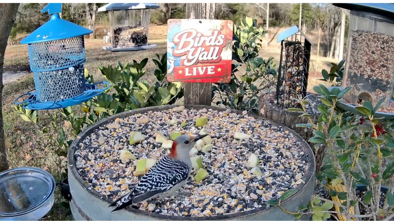 Birds Y’all Live 🐦 East Texas Bird Cam | Backyard Birds & Peaceful Nature Sounds