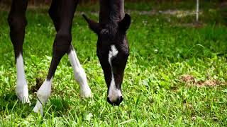 Ulloveher Mkf By Gaudisir Oldenburgflorestan. 2024 Kwpn Filly.