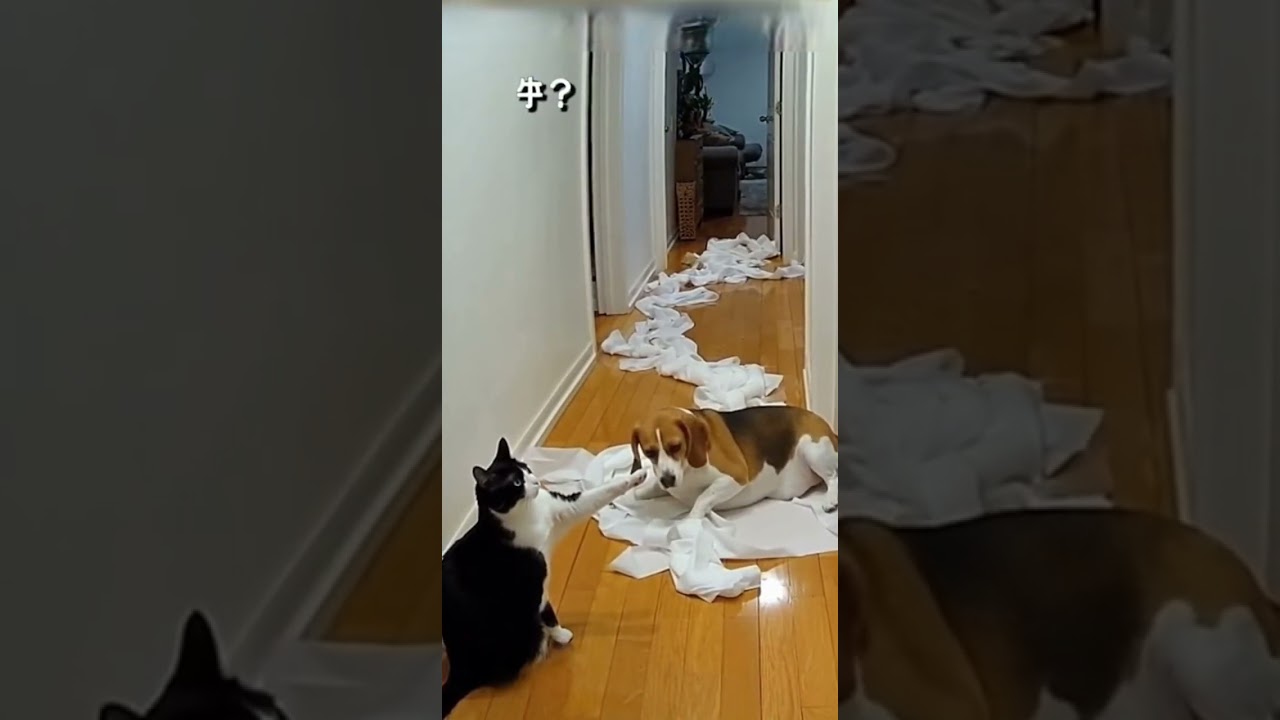 Who did this?!"" The Cat Mastermind Got Away Clean! 🧠 