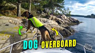 Dog Falls off a Boat and into Water