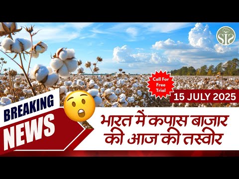 आज के भारतीय कपास बाजार की ताज़ा जानकारी 🧐 aaj ka kapas ka bajar bhav🧐 #kapas #smartinfo