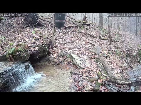 webcamera stegna Live Deer & Wildlife Webcam 3