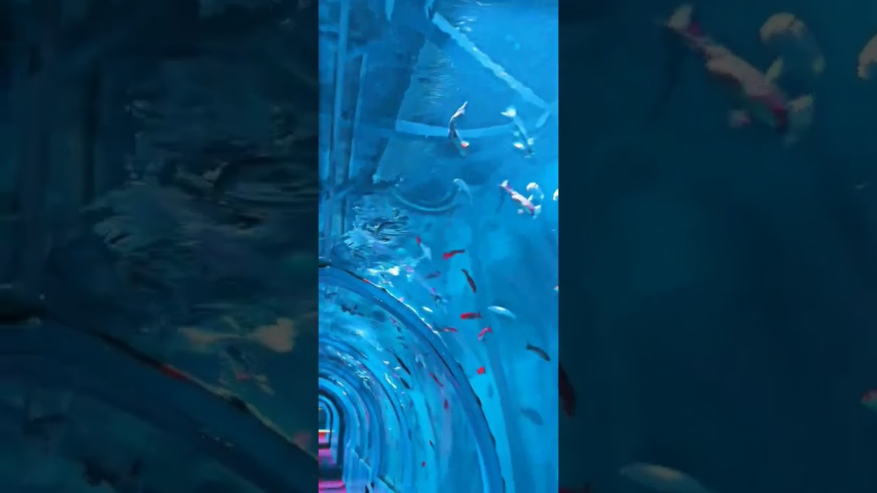 Fish tunnel aquarium under water Exhibition in  karimnagar //