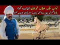 Nawab Malik Atta Muhammad Khan's Horse Shehanshah | گھوڑا شہنشاہ || Most Beautiful horse Shehanshah