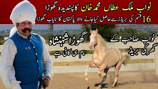 Nawab Malik Atta Muhammad Khan's Horse Shehanshah | گھوڑا شہنشاہ || Most Beautiful horse Shehanshah