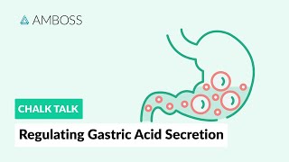 Regulating Gastric Acid Secretion: Acetylcholine, Gastrin, and Histamine