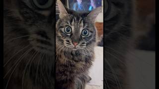 STRETCHING AND BITES #shortvideo #cats #catvideos #funnycats #cutecat #shorts