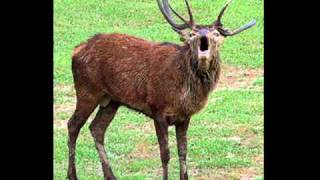 Red Elk Church of Christ Part 9