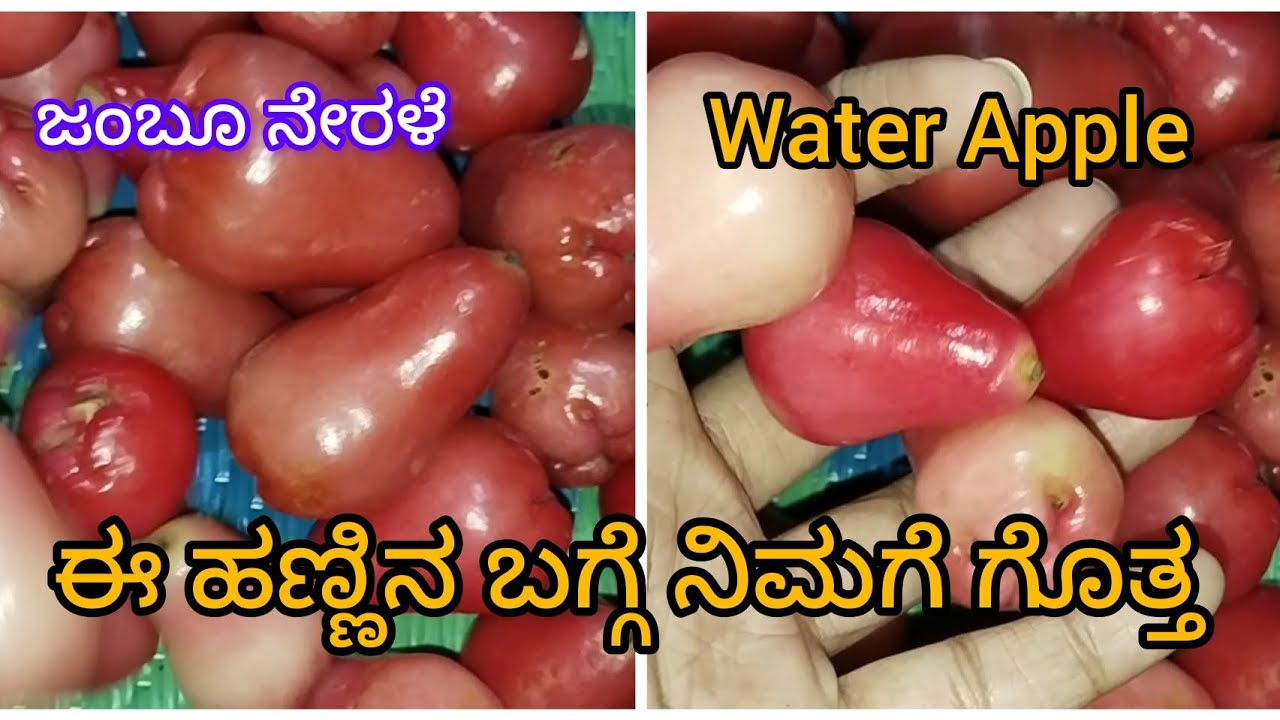ಜಂಬೂ ನೇರಳೆ /Red Water Apple /Benifits of Red Water Apple in kannada /Sinchana Hassan kannada