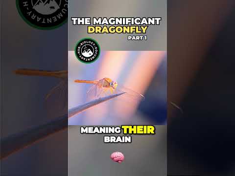 Dragonflies Masters of