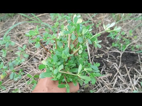 Portulaca oleracea Merupakan Tumbuhan "GULMA" ( Pengganggu ) Yang Memiliki Banyak Manfaat