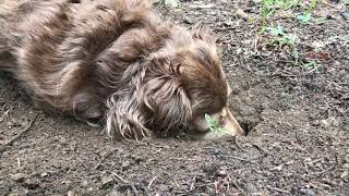 Yoga Calm Mindful Moments: Practice Grounding with Junebug