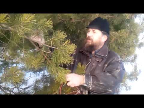 Сосновые лечебные почки