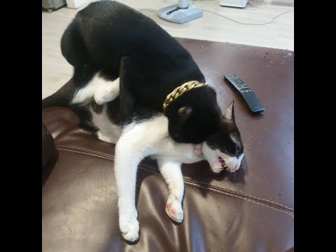 มาดูแมวตีกัน ... cat fight ... ศึกวันทรงชัย 55555