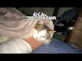 Gz⭐︎1,000views|Sweet cat "Kokoro" ASMR | 心くん、甘えん坊タイム🩷 #shorts