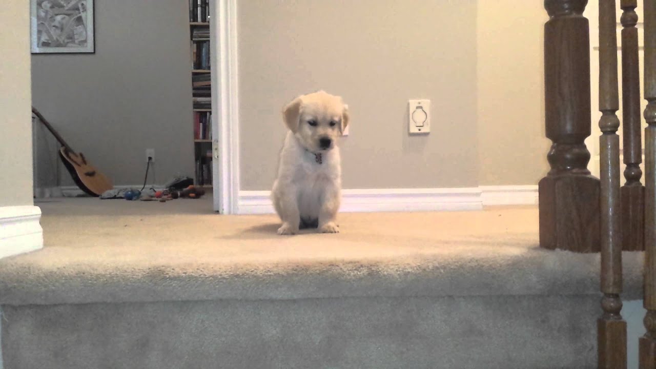 golden retriever stairs golden retriever puppy nero can t go stairs golden retriever stairs golden retriever puppy nero can t go stairs