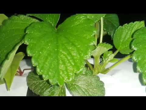 زراعة الفراولة ومعلومات عن التسميد ودرجة الحرارة والرطوبة وموعد الزراعة وإنتاج الشتلة من الثمار