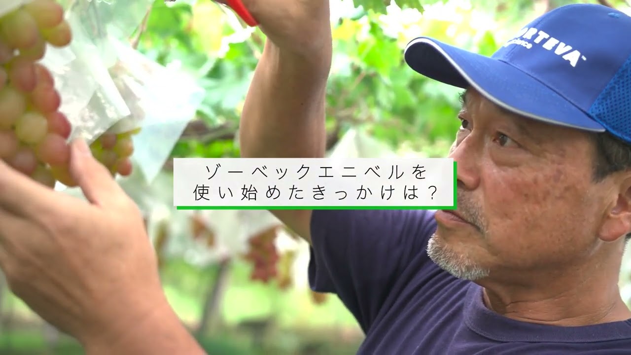 山梨県ぶどう農家/JAインタビュー「ゾーベック™エニベル™顆粒水和剤」