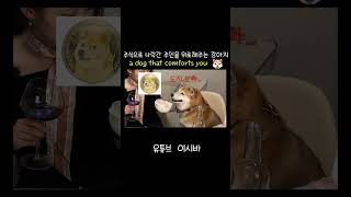 코인 투자 실패한 주인을 위로해주는 시바견(도지?)