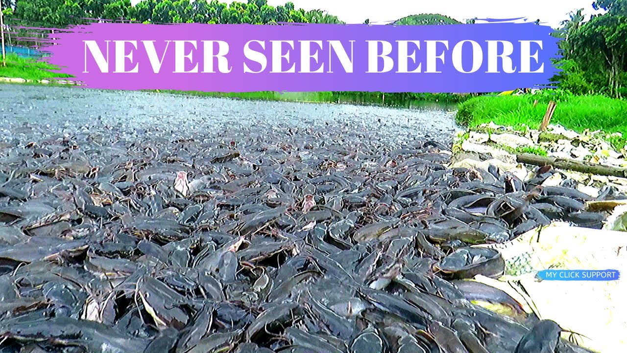 NEVER SEEN IT BEFORE | Million Wild Catfish Reaction in Pond | belum pernah melihatnya sebelumnya