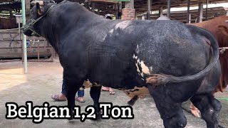 SAPI BELGIAN BLUE LANGKA TERBESAR DI INDONESIA🔥🔥🔥