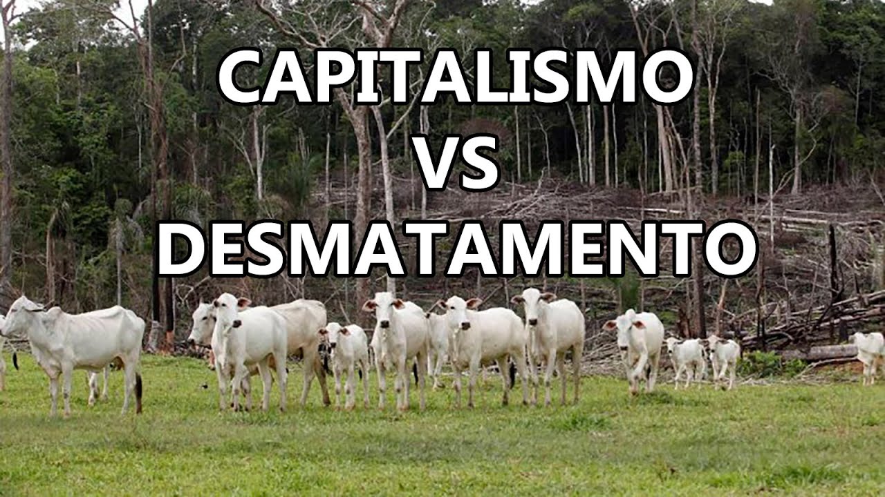 Capitalismo Malvadão – Pecuária e Desmatamento