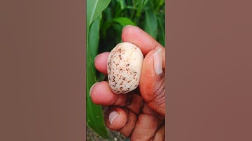 This agate is light cream or white in color, with reddish-brown flecks and stains