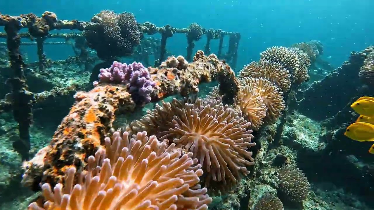 🚢 Finding the USS Quincy Exclusive Deep Sea ROV Expedition