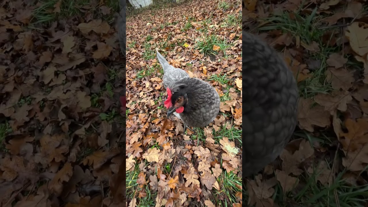 When do chickens lay eggs? 