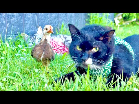 猫の背後からヒヨコが忍び寄るとこうなった