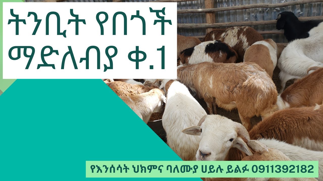 ትንቢት የበጎች ማድለብያ ቀ.1