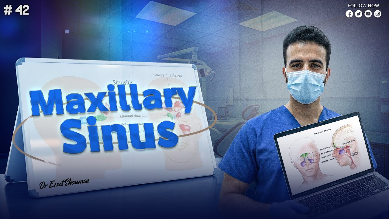 maxillary sinus شرح كامل _ oral histology || عزت شومان