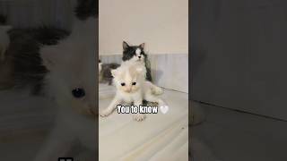 Youre Awesome  cat memehub catmemes memes fyp funnycats short