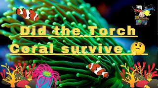 Did the torch coral survive 🤔