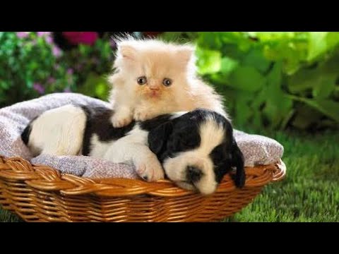 Animals SOO Cute! Cute funny animals Videos Compilation cutest moment