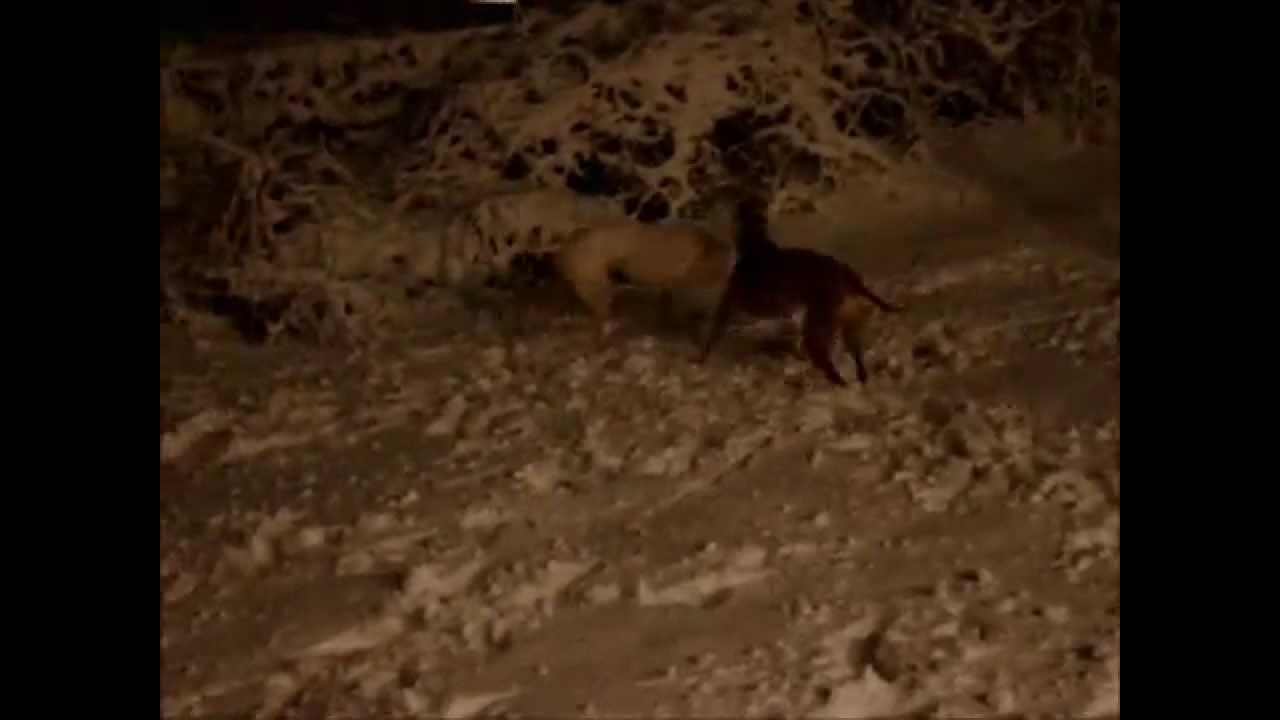 George, Lisa & Lexi the greyhounds frolicking in snow (Northern Virginia - 2011)