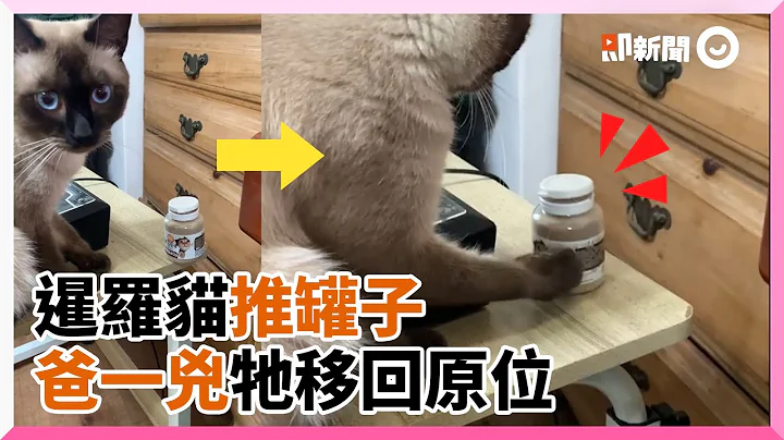 调皮暹罗猫推罐回眸看脸色 见奴才眼神默默移回原位｜宠物动物｜猫咪｜精选影片 - 天天要闻
