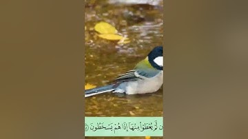 سورة التوبة أرکان سلمان- اية 58.#أرکان_سلمان#آل_عمران