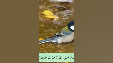 سورة التوبة أرکان سلمان- اية 58.#أرکان_سلمان#آل_عمران