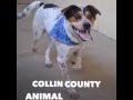 Lager - Adopted Dog at Collin County Animal Services Lager - Adopted Dog at Collin County Animal Services