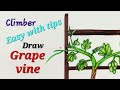 How to draw Climber plant, draw Grape vine easy,how to draw grape plant # अंगूर की बेल का चित्र