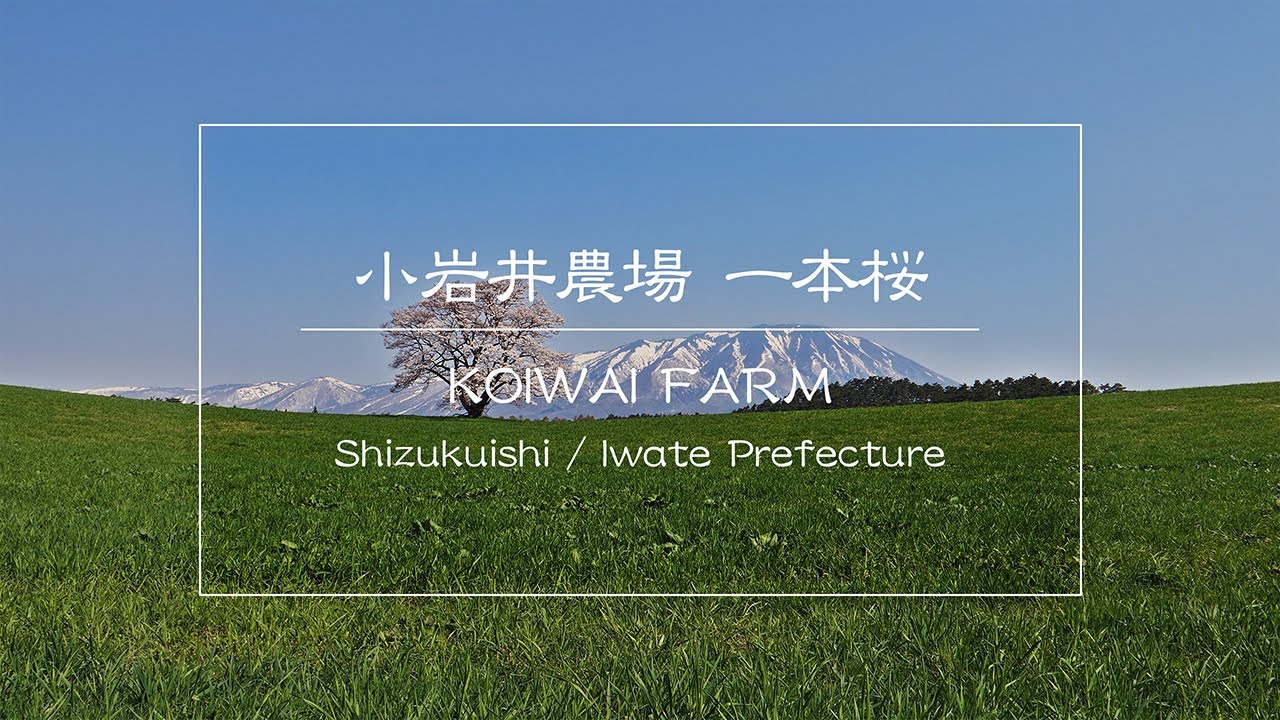 時空の栞 小岩井農場 一本桜 18 Youtube