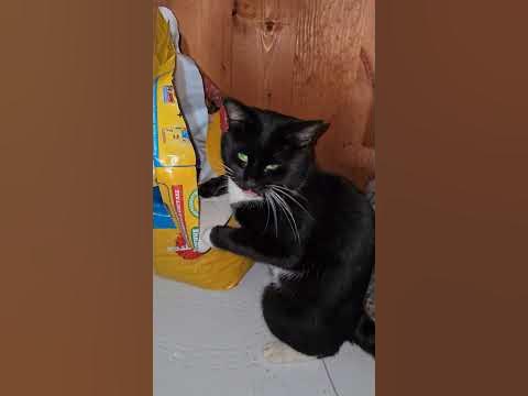 голодный кот - горе в семье) #кот #кошки #животные - YouTube