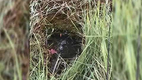 #caucatrevang #Caucathatlat Một vài hình ảnh câu cá trê vàng và thát lát chính chủ .