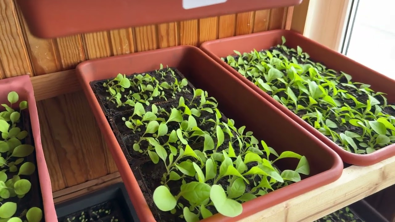 Рассада Табака