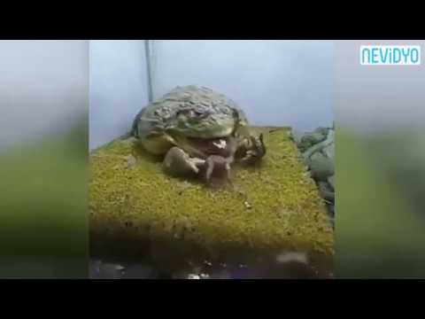 Kazan kurbağası zerihli yılan ve akrebi nasıl yiyor. frog and scorpion, snake