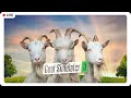 Bosan jadi WNI, lebih baik jadi kambing (Tutor bang)