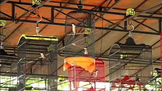 Apa Jadinya jika Cendet di Gantang Pakai Sangkar Lovebird? | Piala Bupati Bangkalan