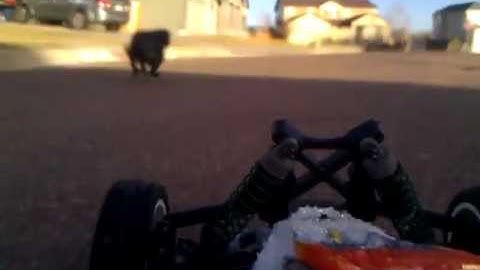 ECX Boost Buggy Dog Chace