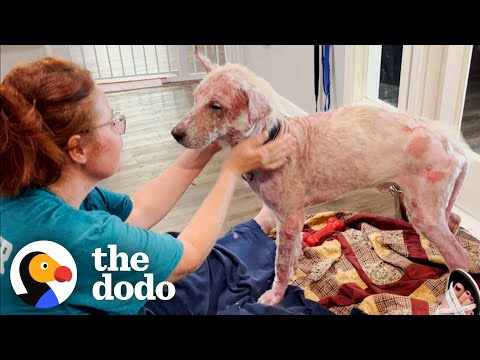 Bald Dog Turns Into The Fuzziest Teddy Bear | The Dodo